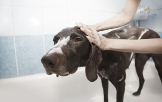 how often should i bathe my dog