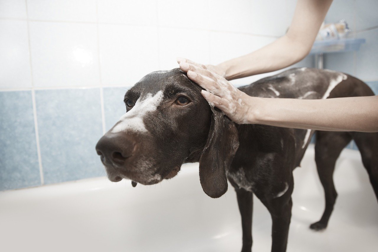 how often should i bathe my dog