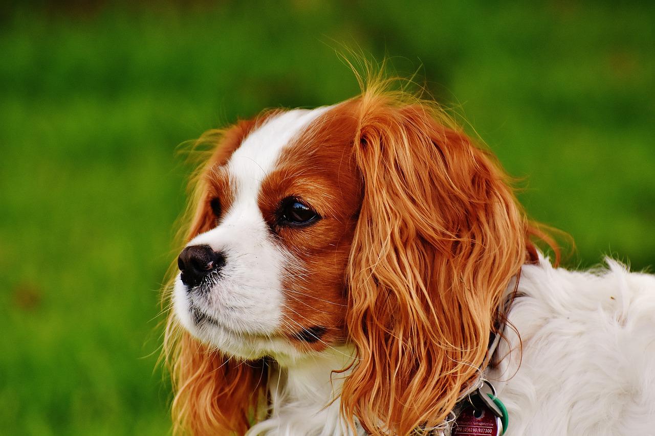 King Charles Cavalier Dog