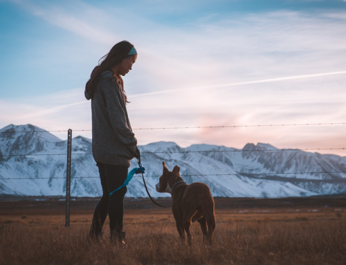 The Best Winter Vacations With Your Dog