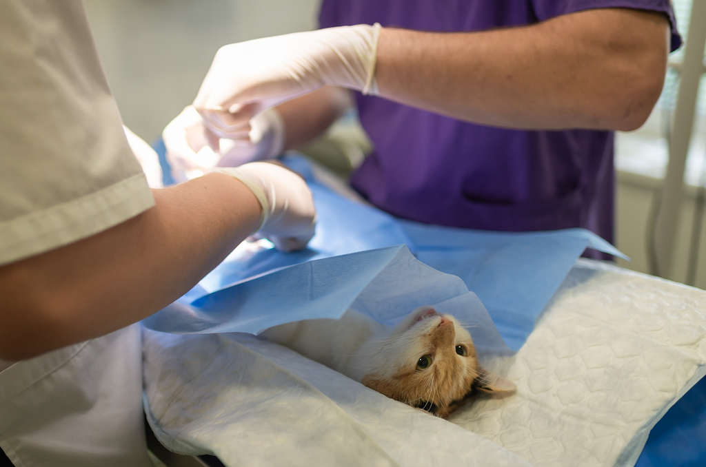 cat undergoing surgery