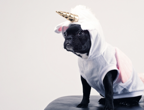 Pet Costumes That Will Make Your Whole Day